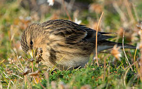 Twite