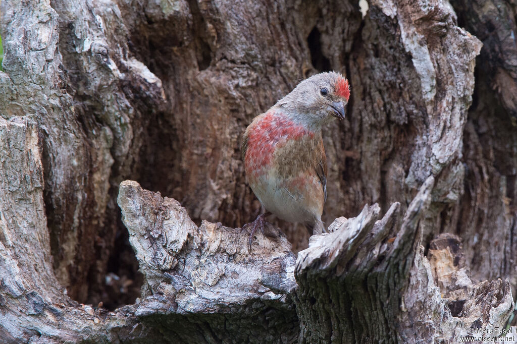Common Linnet male adult post breeding