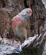 Common Linnet