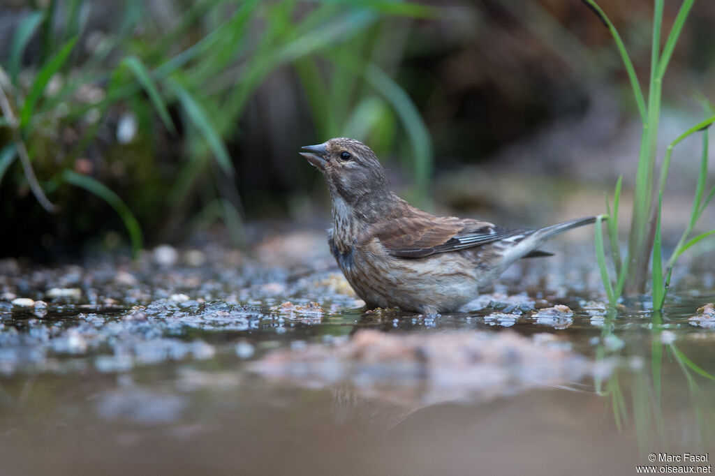 Linotte mélodieuse femelle adulte, identification, boit