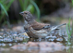 Linotte mélodieuse