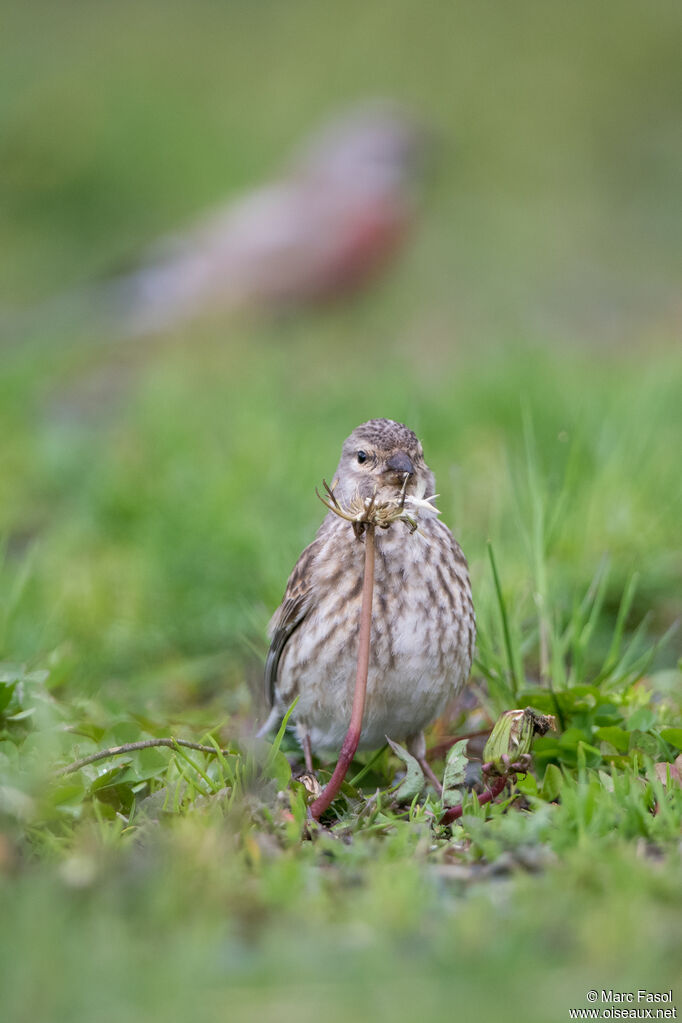 Common Linnet female adult breeding, feeding habits, eats