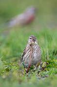 Common Linnet