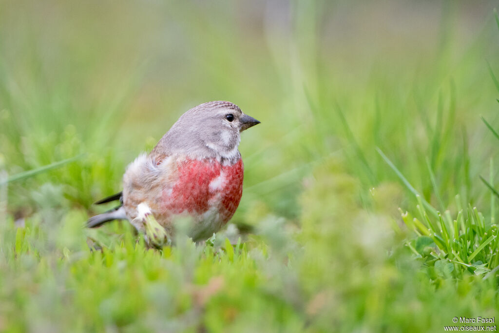 Common Linnet male adult breeding, identification