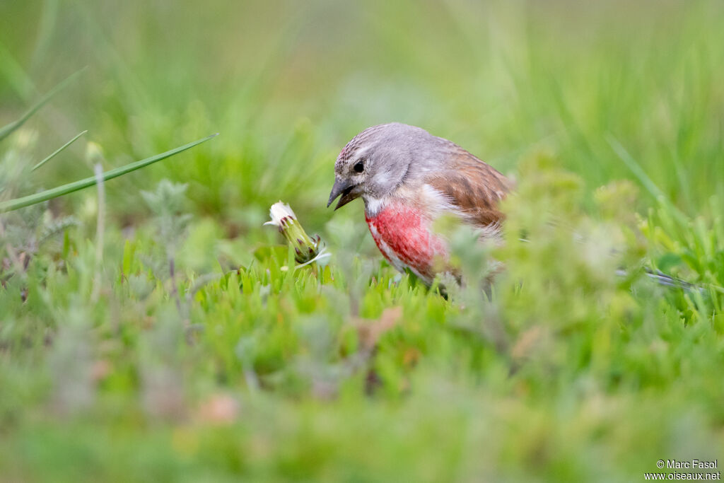 Linotte mélodieuse mâle adulte, identification, régime