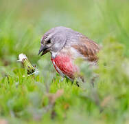 Common Linnet