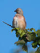 Linotte mélodieuse