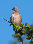 Linotte mélodieuse