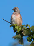 Linotte mélodieuse