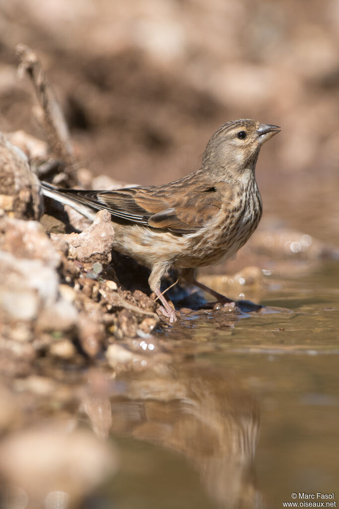 Linotte mélodieuse