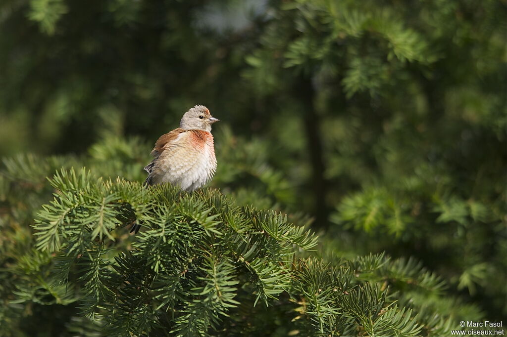 Common Linnet male adult breeding, identification