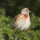 Linotte mélodieuse
