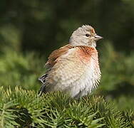 Common Linnet