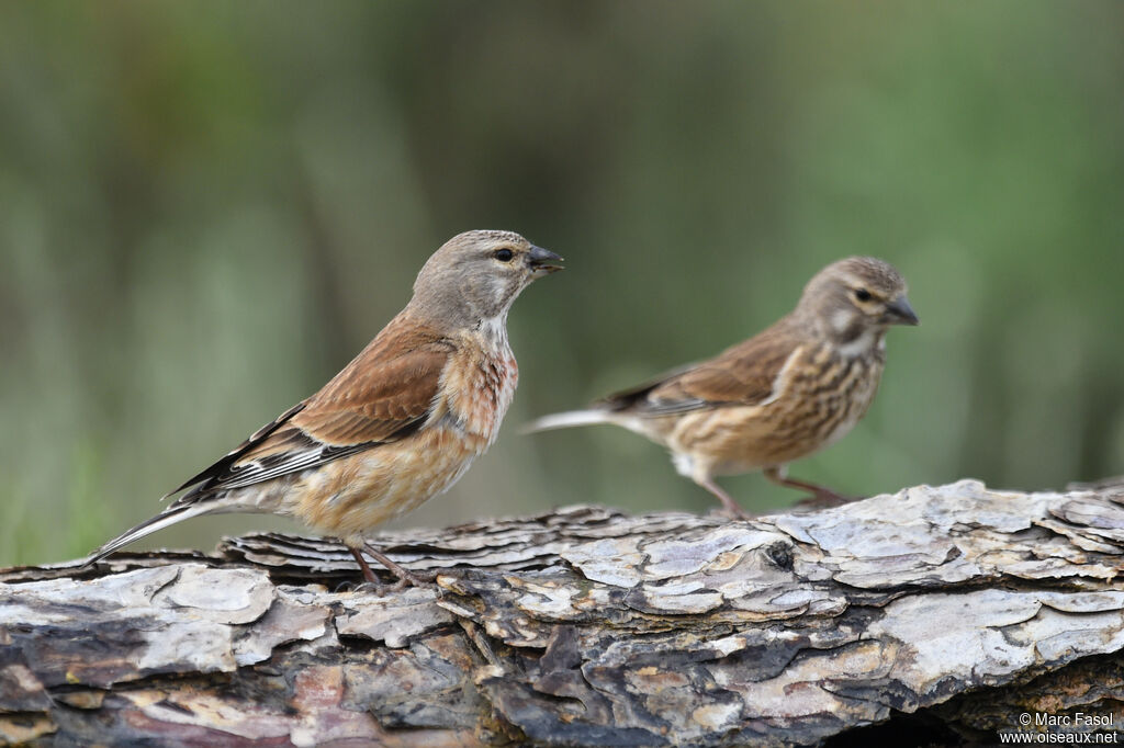 Linotte mélodieuse adulte nuptial, identification