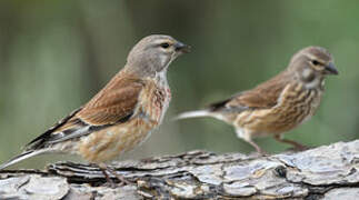 Common Linnet