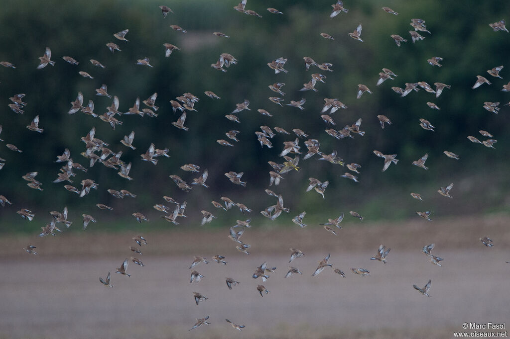 Common Linnet, identification, Behaviour