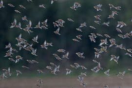 Common Linnet