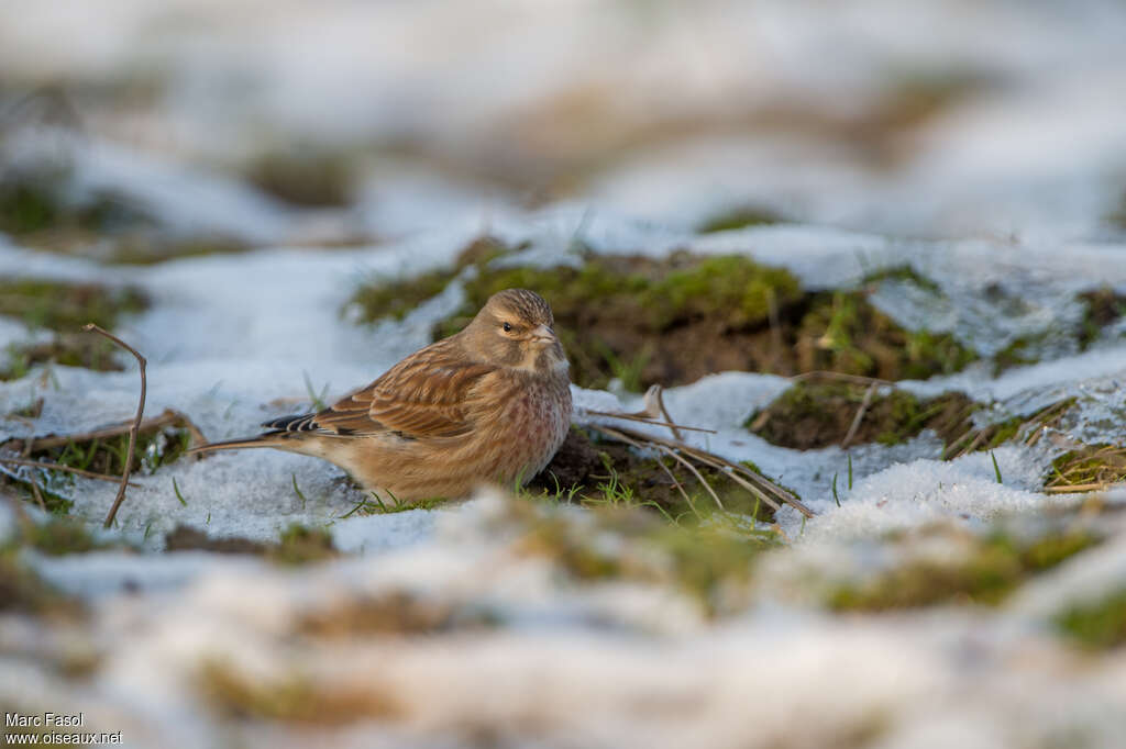 Common Linnet male adult post breeding, eats