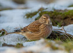 Common Linnet