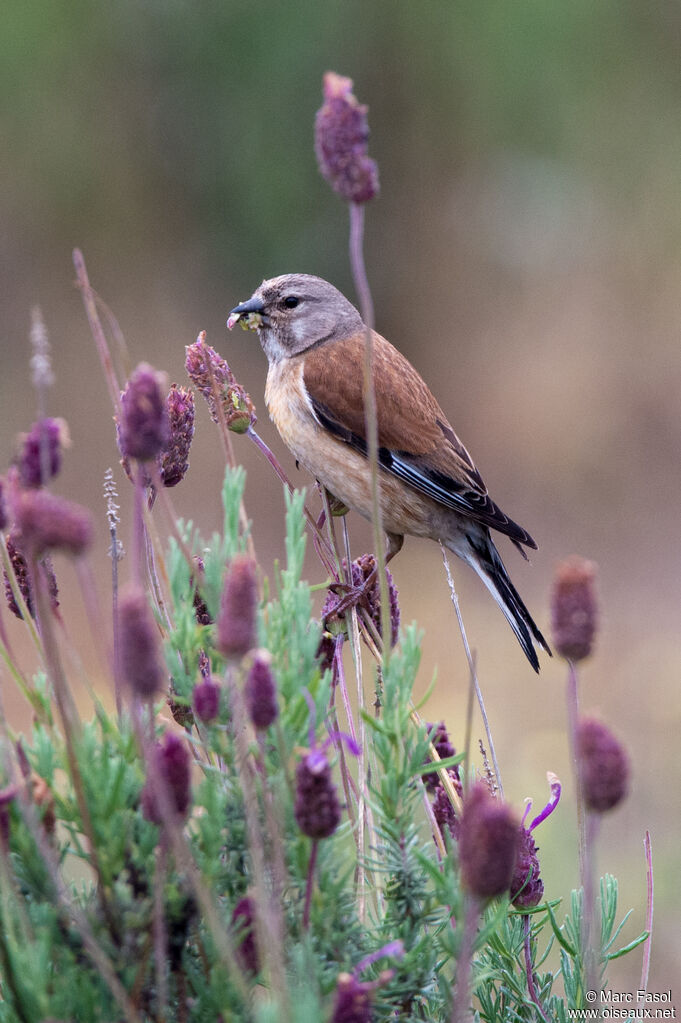 Linotte mélodieuse femelle adulte, identification, mange