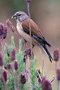 Common Linnet