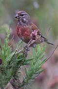 Linotte mélodieuse