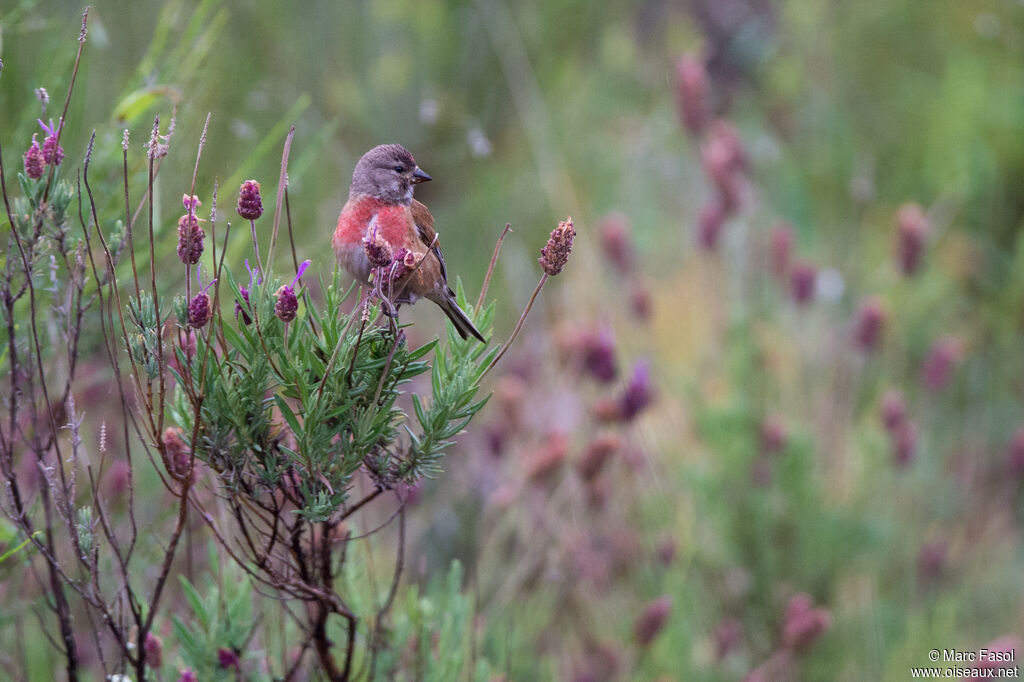 Common Linnet male adult, identification, feeding habits