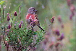 Linotte mélodieuse