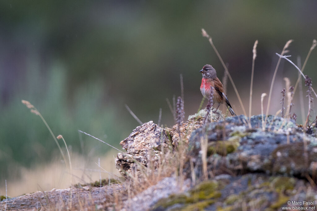 Common Linnet male adult, habitat