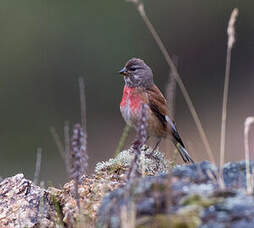 Linotte mélodieuse