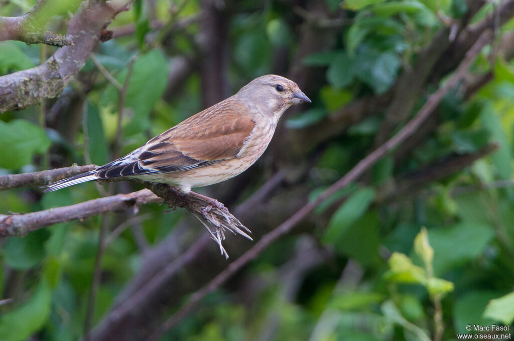 Common Linnet female adult, identification, Reproduction-nesting