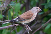 Linotte mélodieuse