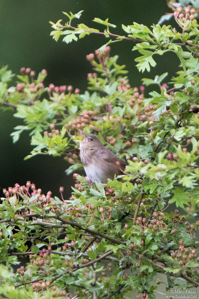 River Warbler male, adult, habitat, song