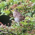 Locustelle fluviatile