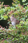 Locustelle fluviatile