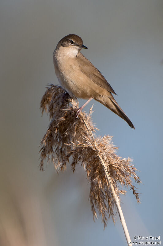 Savi's Warbler male adult breeding, identification