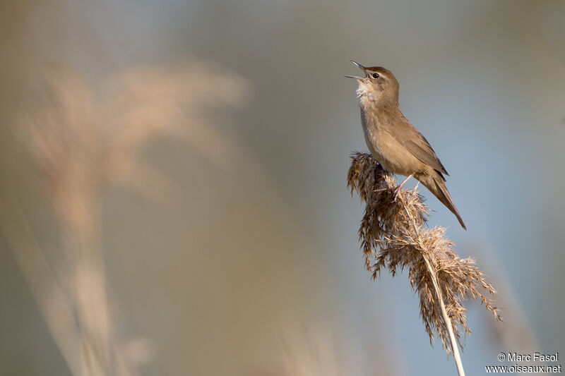 Savi's Warbler male adult breeding, identification, song