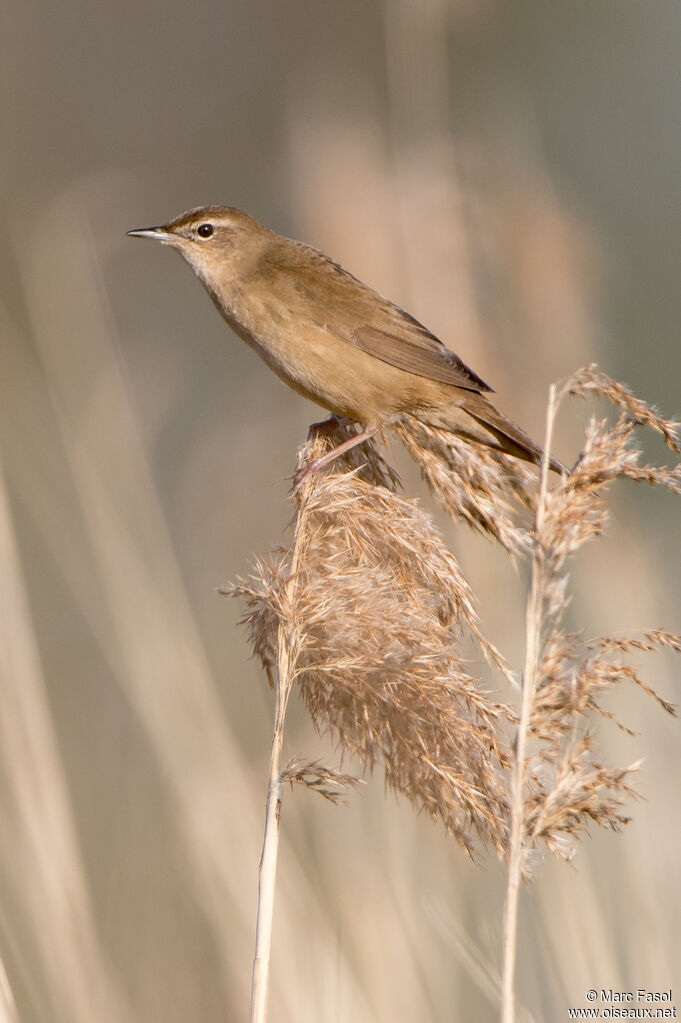 Locustelle luscinioïde