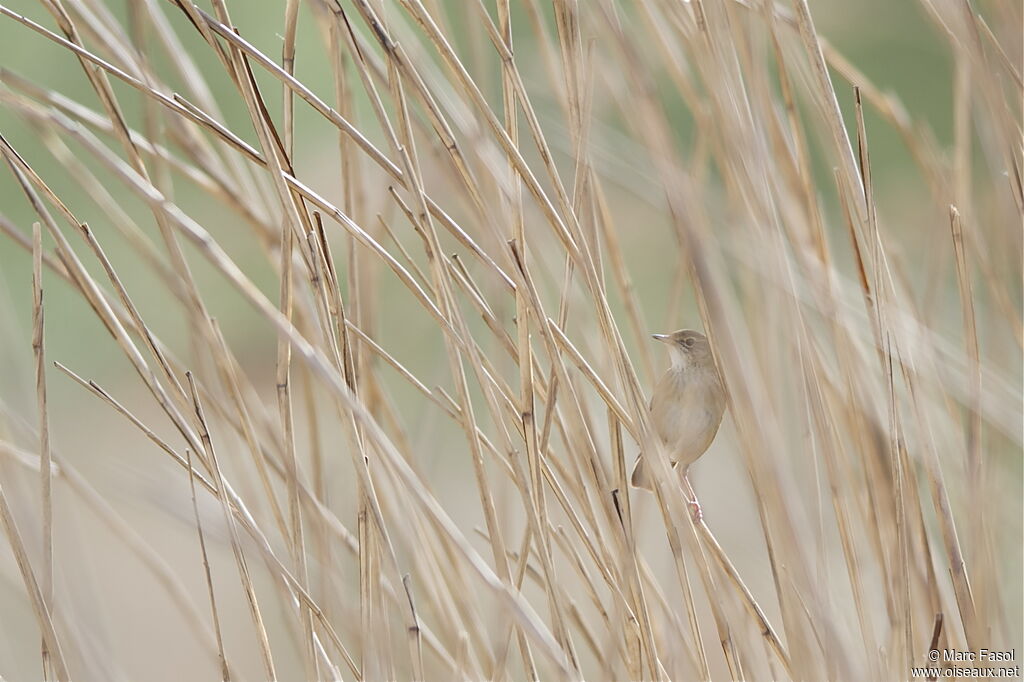 Common Grasshopper Warbler male adult breeding, identification