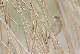 Common Grasshopper Warbler