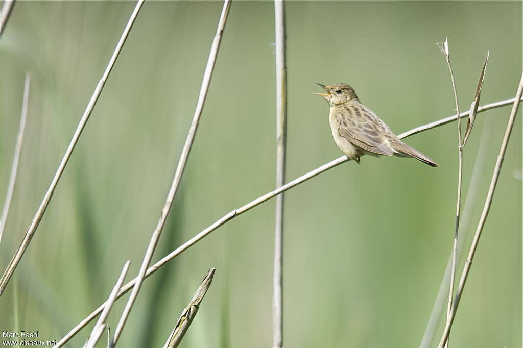 Common Grasshopper Warbler male adult breeding, song