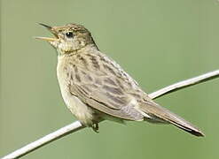 Common Grasshopper Warbler