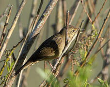 Common Grasshopper Warbler