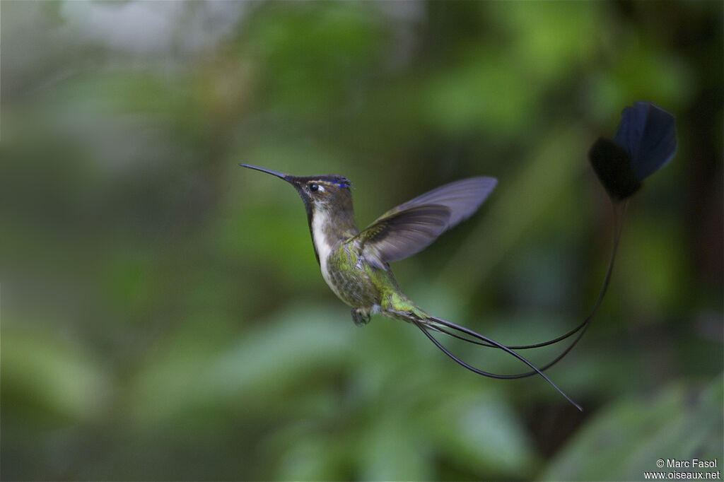 Marvelous Spatuletail male, Flight