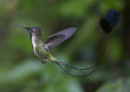 Marvelous Spatuletail