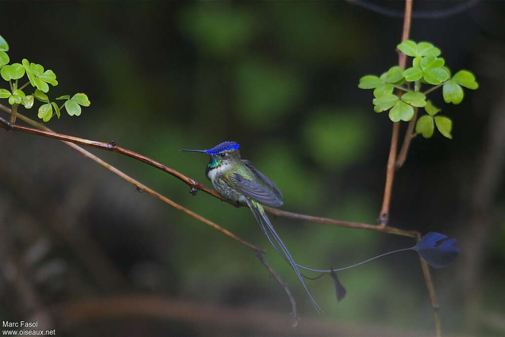 Marvelous Spatuletail male adult breeding, habitat, pigmentation