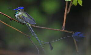 Marvelous Spatuletail