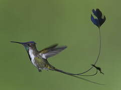 Marvelous Spatuletail