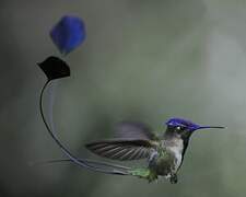 Marvelous Spatuletail