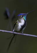 Marvelous Spatuletail